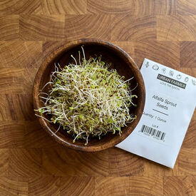 Alfalfa, Sprout Seeds